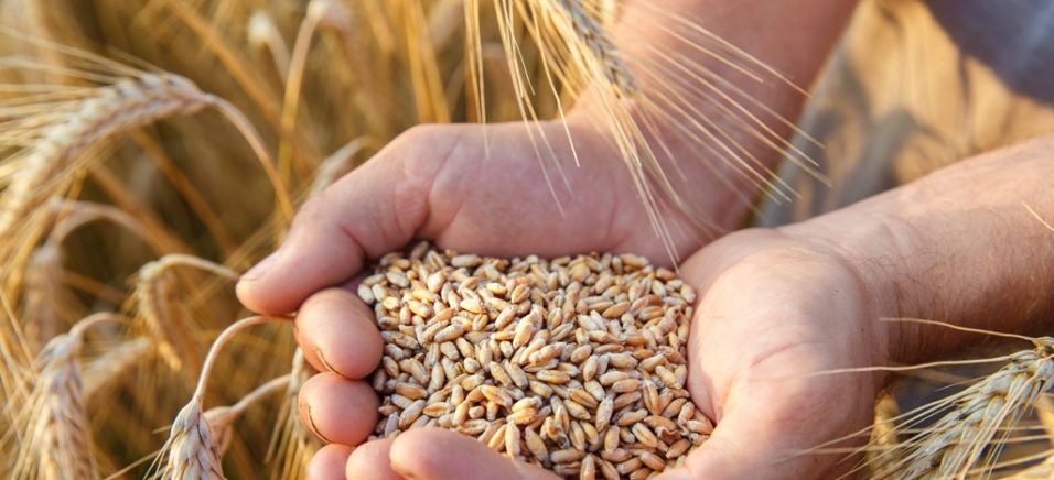 росіяни вивезли з окупованої Луганщини зерна обсягом майже на три роки