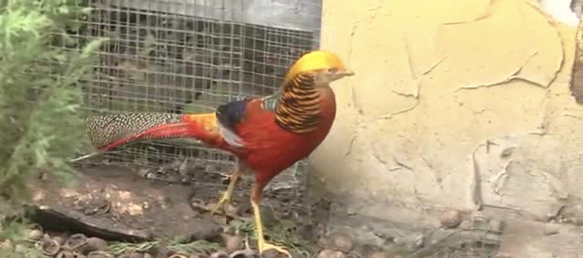 Львів‘ян просять підтримати Центр реабілітації птахів