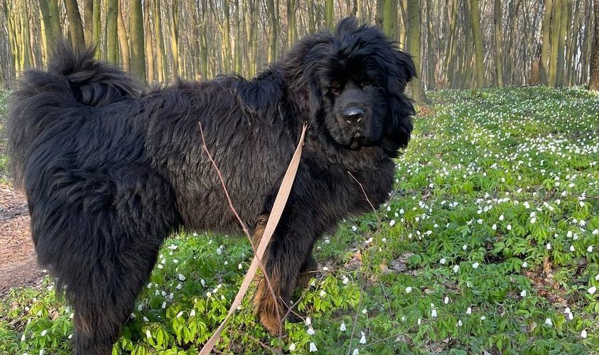 Чотирилапий переселенець: У Pixlab з’явилась собака з Харкова