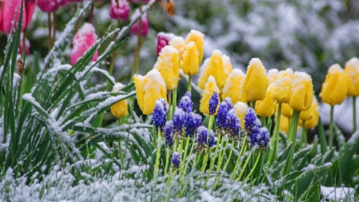 Синоптики попереджають про сильні заморозки на Львівщині