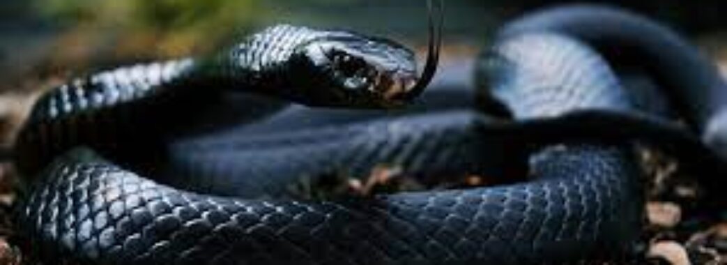 У Самбірському районі жінку вкусила змія
