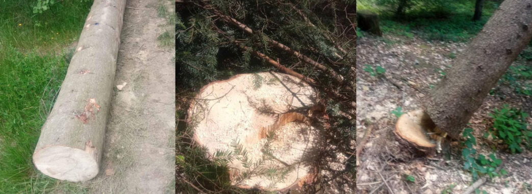 «Для збагачення місцевих князьків»: на Самбірщині рубають ліс попри опір громади (ВІДЕО)
