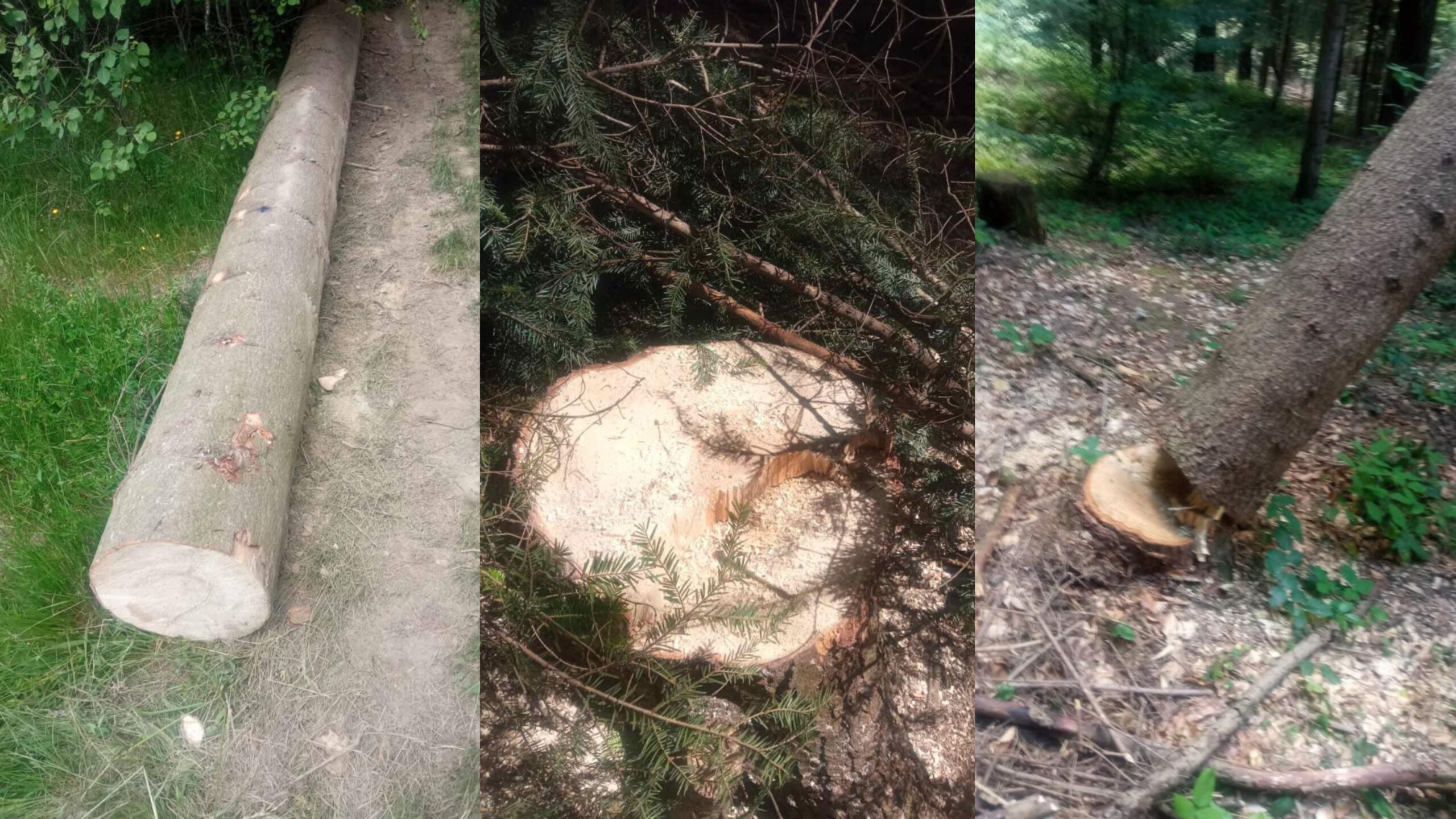 «Для збагачення місцевих князьків»: на Самбірщині рубають ліс попри опір громади (ВІДЕО)