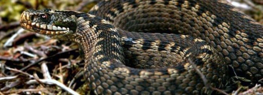 В Карпатах змія вкусила 32-річного чоловіка