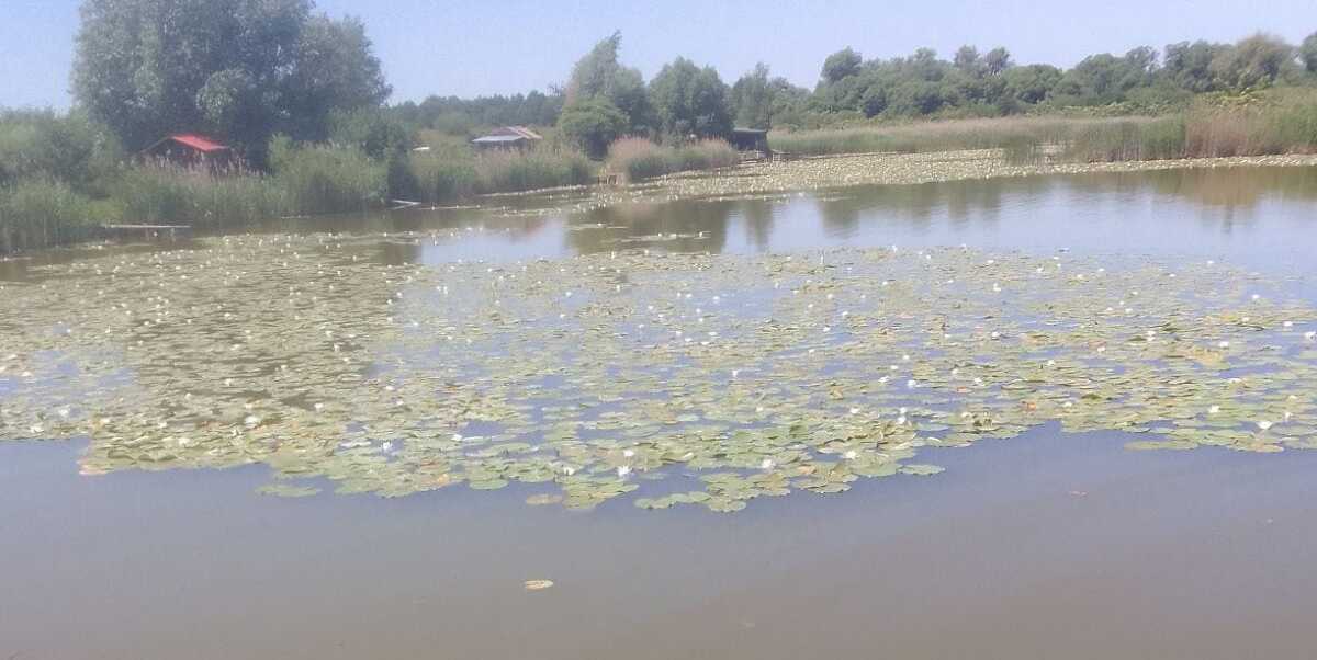 На Червоноградщині в ставку втопився 37-річний чоловік