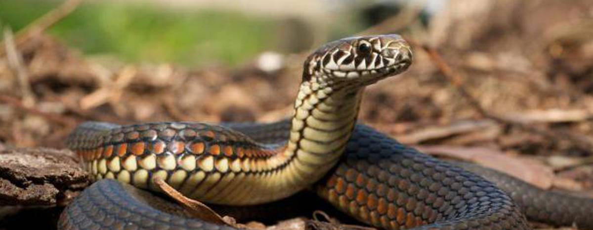 В Дрогобичі чоловік у важкому стані потрапив до реанімації після укусу змії