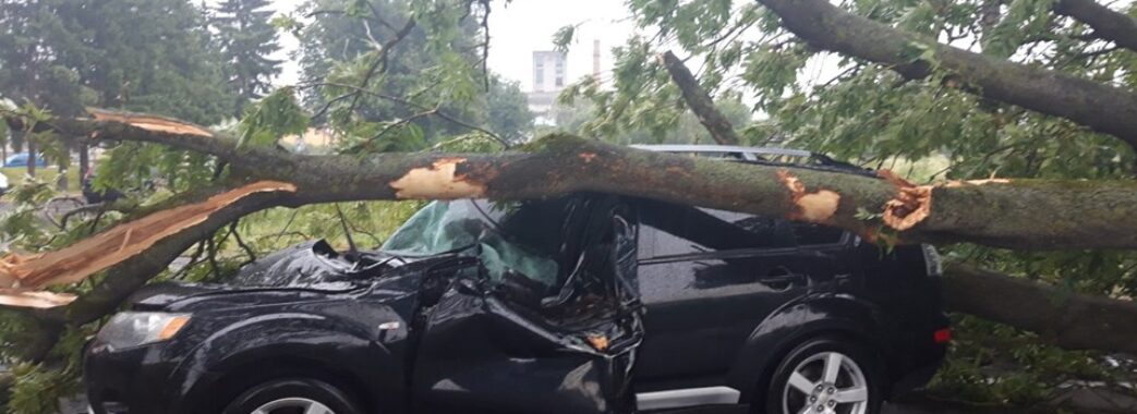 Служба автомобільних доріг заплатить 300 тисяч компенсації за повалене дерево на Стрийщині