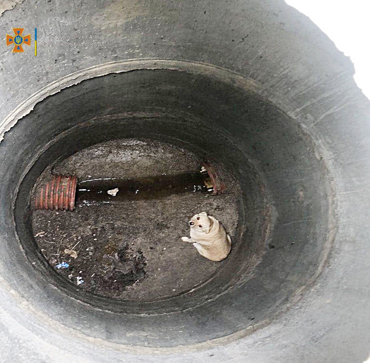 Сокальські рятувальники витягнули з 4-метрового колодязя собаку