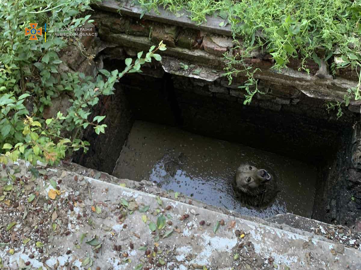 В Сокалі собака впала у 3-метрову стічну яму: її довелося витягати рятувальникам