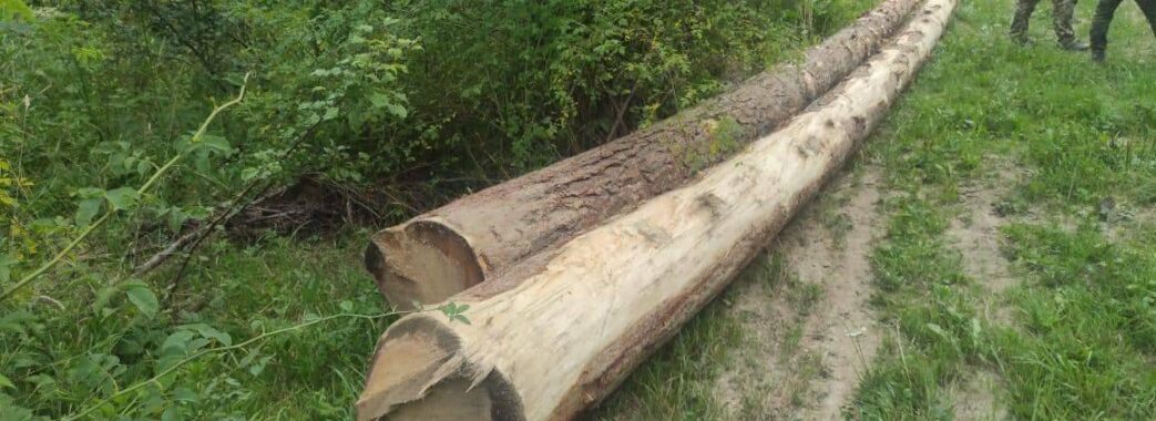 На Старосамбірщині крадуть ліс: мешканці звинувачують старосту та його родину