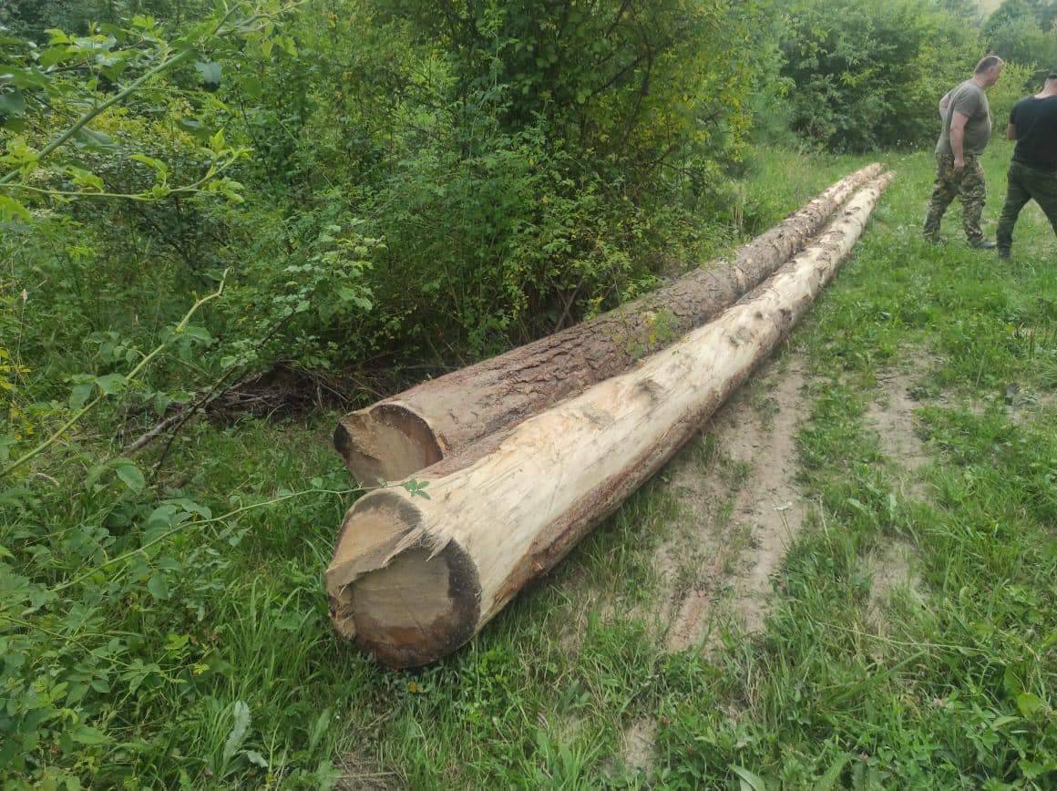 На Старосамбірщині крадуть ліс: мешканці звинувачують старосту та його родину