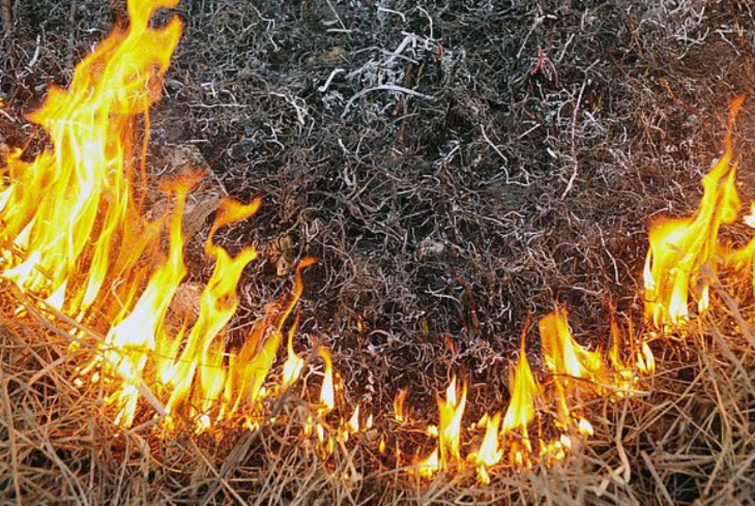 У Буську літня жінка обгоріла, спалюючи сухостій на городі