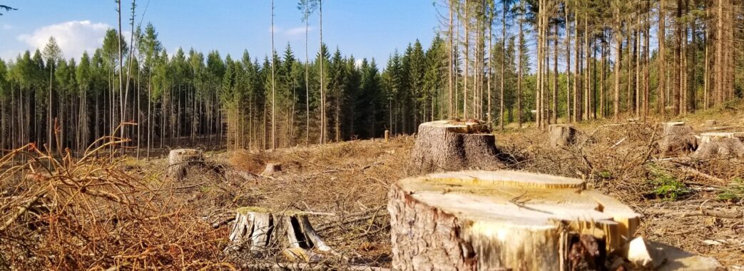 Викрили голову лісгоспу, який дозволив масову незаконну вирубку лісу на Львівщині