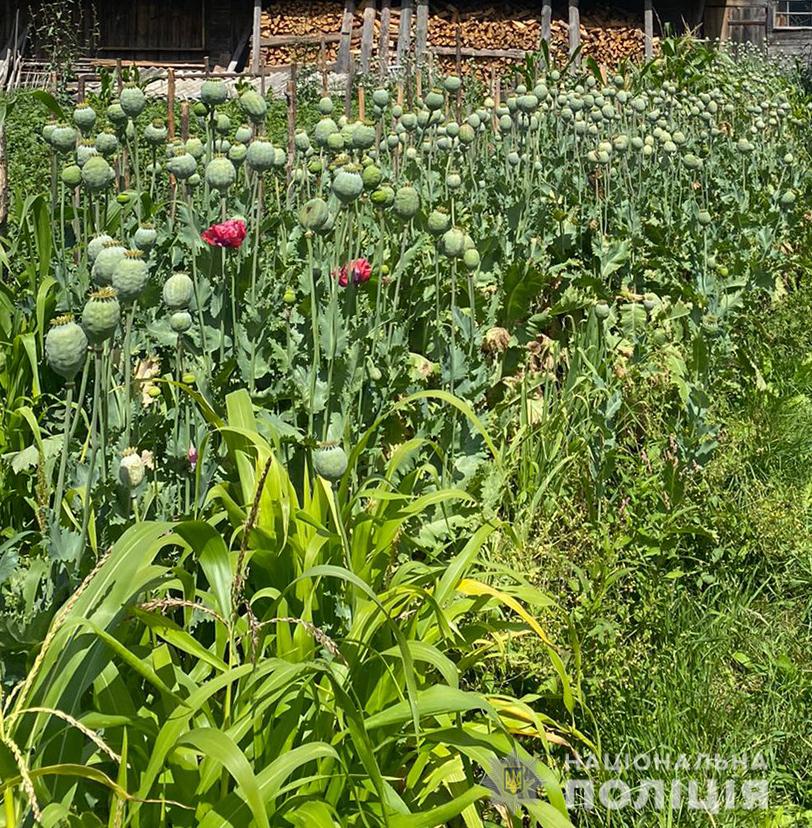 Понад 700 рослин маку виявили правоохоронці у двох господарствах на Львівщині
