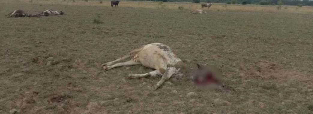 Загарбники обстріляли пасовище із коровами