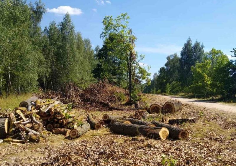 Керівника лісогосподарського підприємства на Львівщині підозрюють у незаконній рубці на 800 тисяч