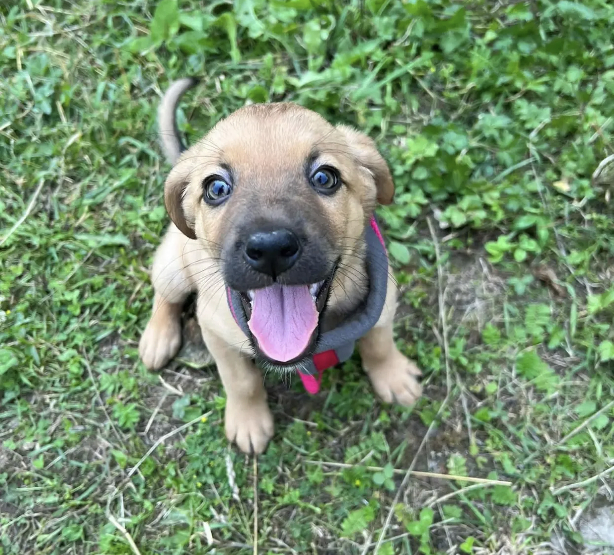 У львівському притулку без господарів залишаються 70 тварин: як та чим допомогти