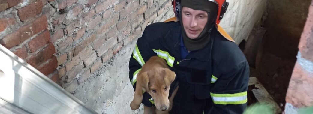 У Львові пожежники врятували собаку, яка не могла вибратися із закинутої будівлі