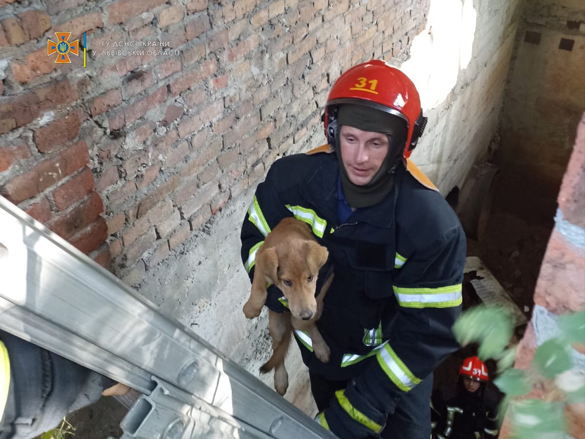 У Львові пожежники врятували собаку, яка не могла вибратися із закинутої будівлі