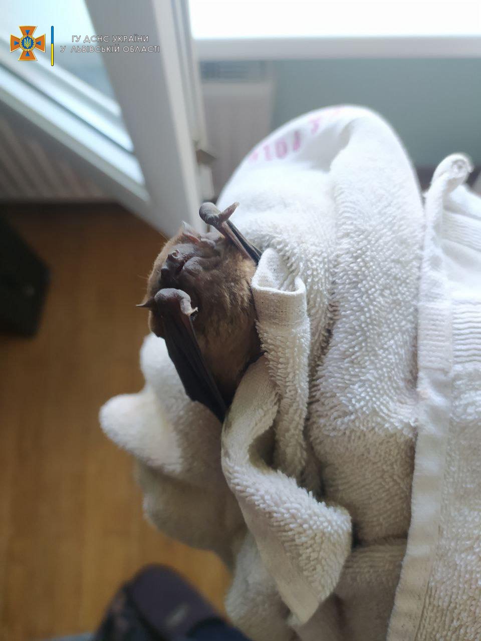 У Львові до квартири залетіло 15 кажанів