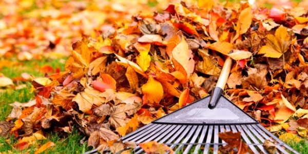 Мешканців закликають не спалювати опале листя, а здавати його на компостування
