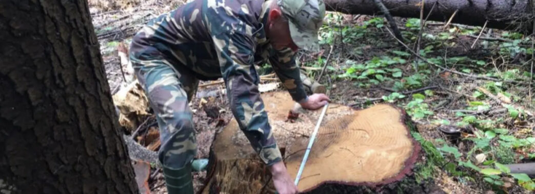 Завдали збитків на 1,5 мільйона гривень: «Галсільліс» за незаконну вирубку дерев судять вже п’ятий рік