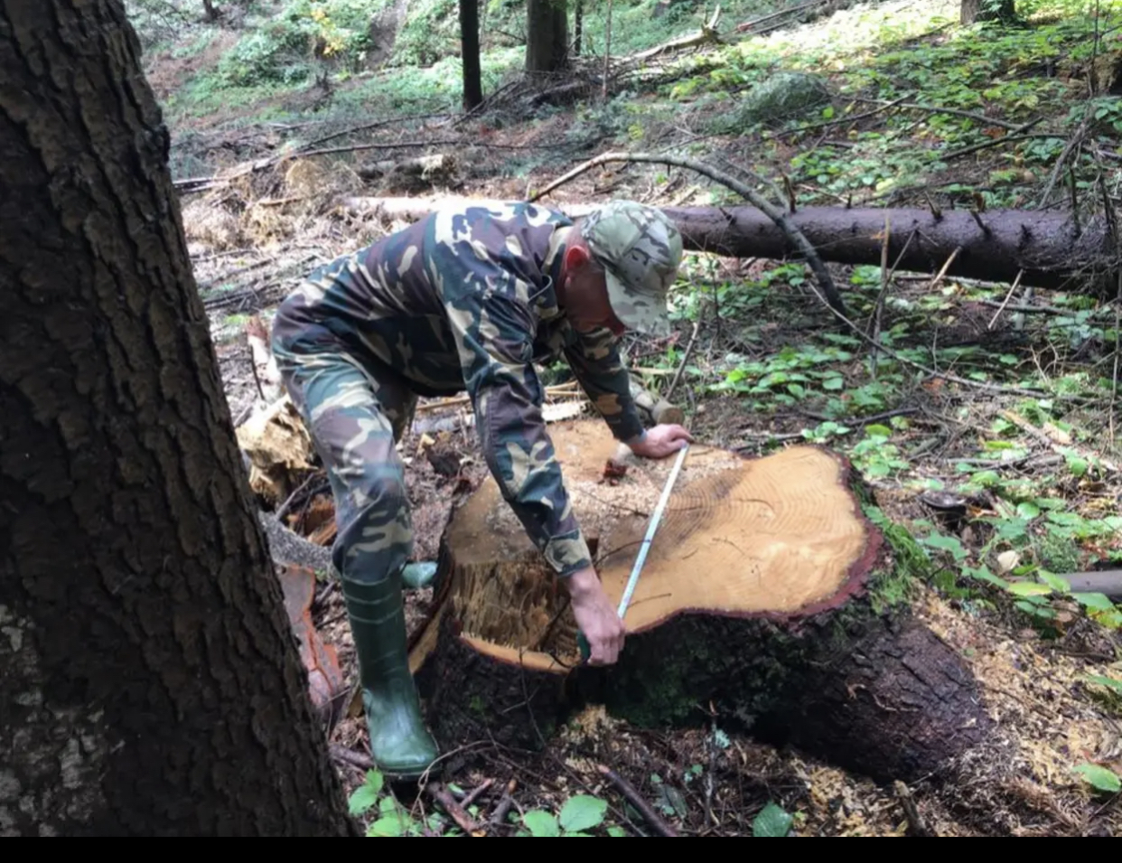 Завдали збитків на 1,5 мільйона гривень: «Галсільліс» за незаконну вирубку дерев судять вже п’ятий рік