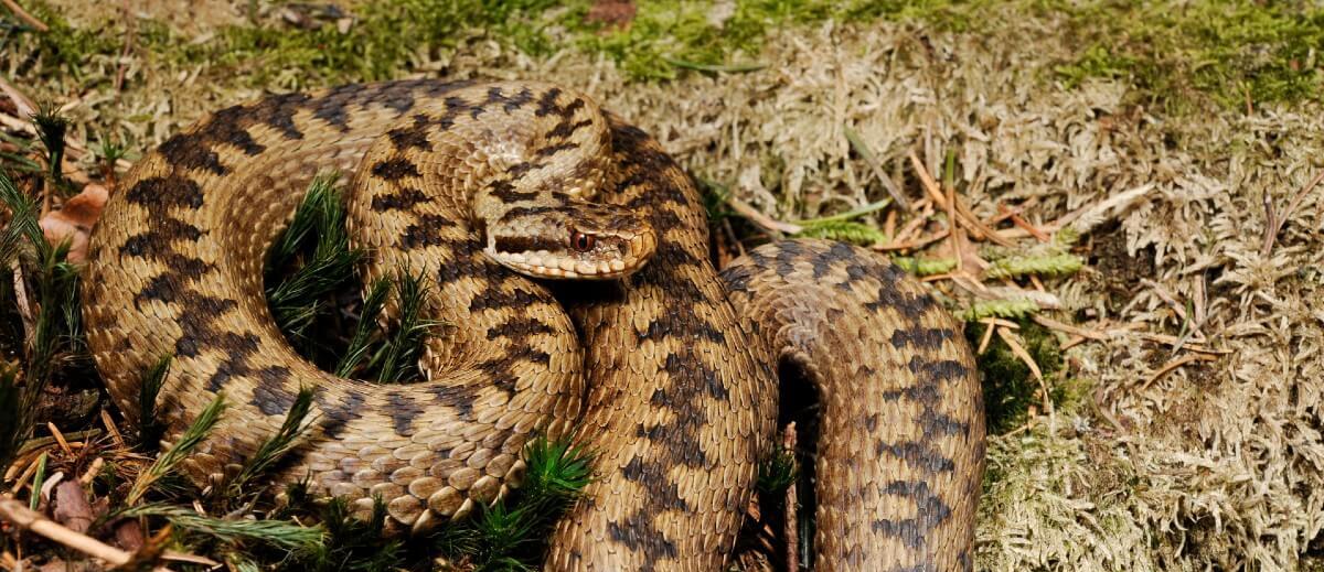 32-річний львів’янин потрапив до реанімації після укусу змії