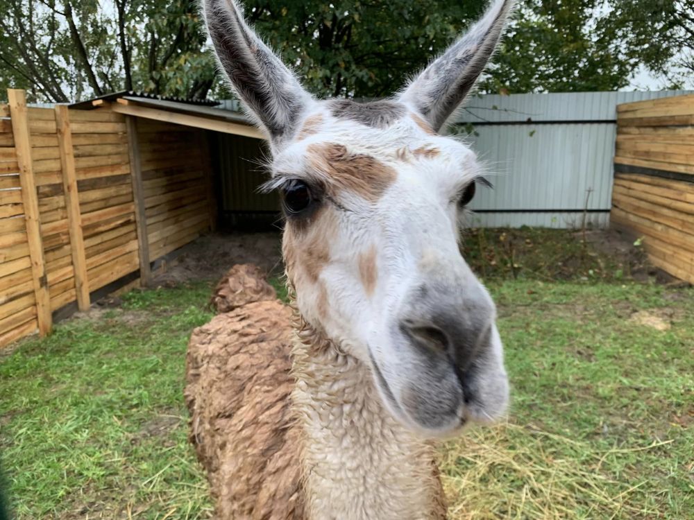 До Львова з Запоріжжя евакуювали  понад 170 тварин: небайдужих просять допомогти їм з харчами