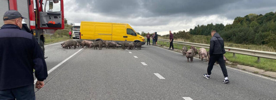 На Золочівщині горіла вантажівка зі свинями: загинули семеро тварин