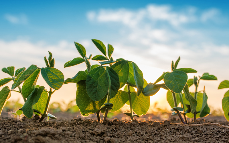 На Львівщині ділянку для садівництва продали за понад 380 тисяч гривень