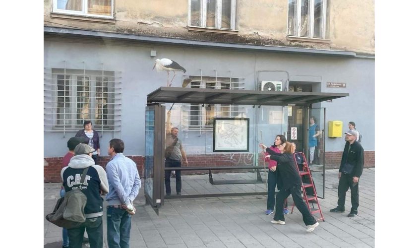 Лелеченя блукало вулицями Львова: його зловили і передали у звіринець