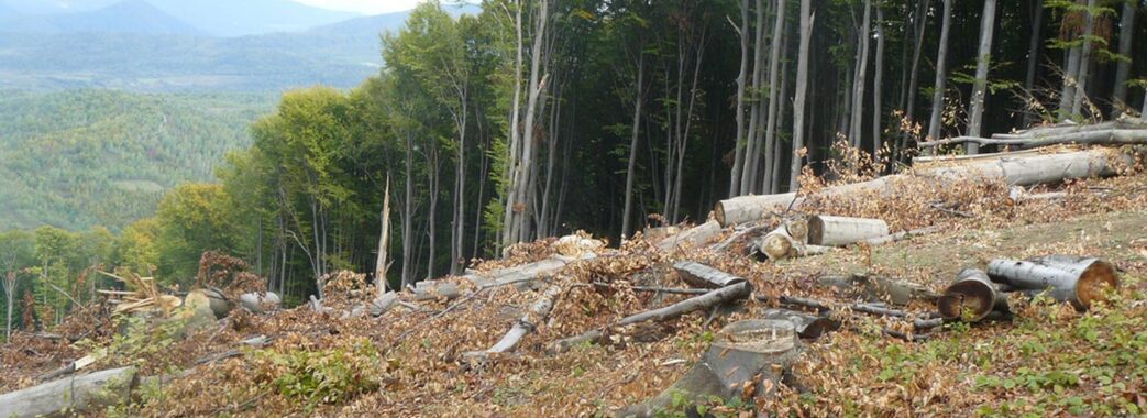 Двох жителів Самбірщини засудили за крадіжки лісу