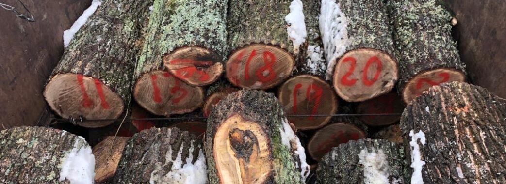 На Львівщині судитимуть злочинну групу, яка займалася незаконною вирубкою та збутом лісу
