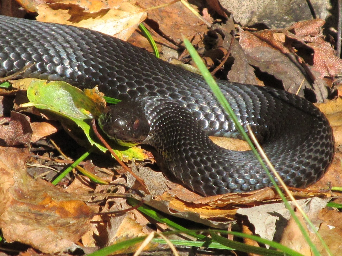 Шукала гриби, а натрапили на змію: на Стрийщині плазун вкусив жінку