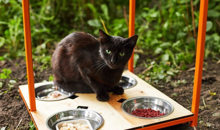У Домівці врятованих тварин почали будувати будиночок для 60 котів