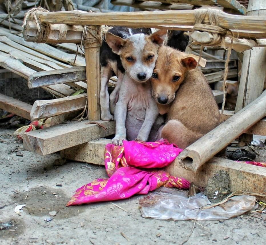 У Львові розкажуть історії про порятунок тварин, які постраждали від війни