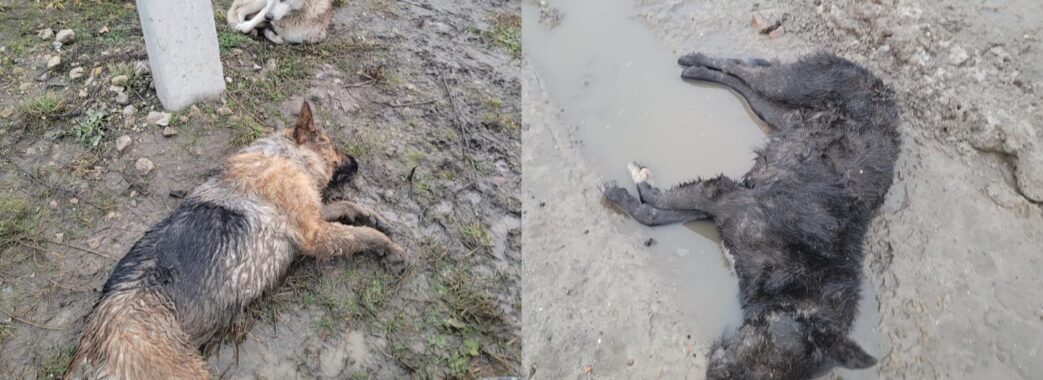 Вздовж траси до кордону на Львівщині волонтери виявили мертвих і покалічених собак