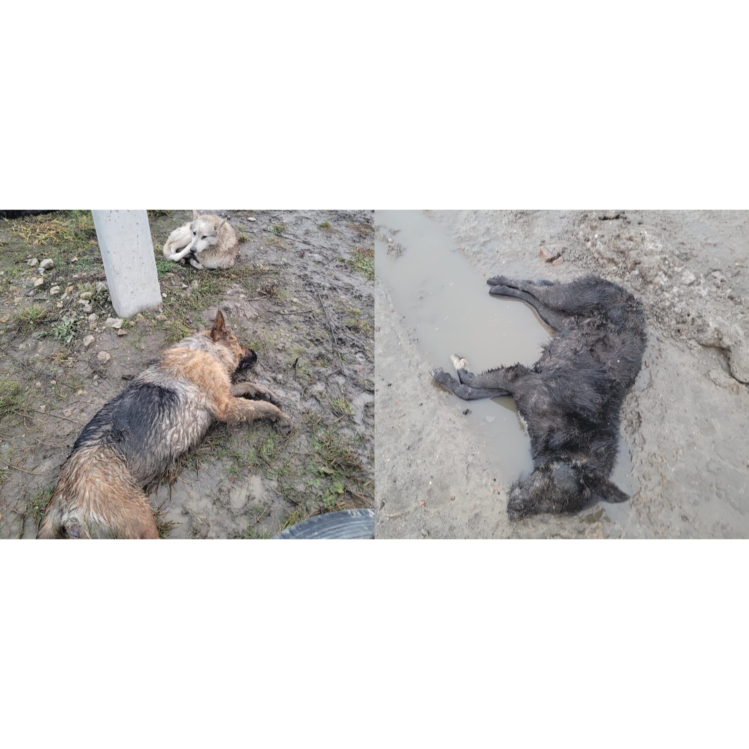 Вздовж траси до кордону на Львівщині волонтери виявили мертвих і покалічених собак