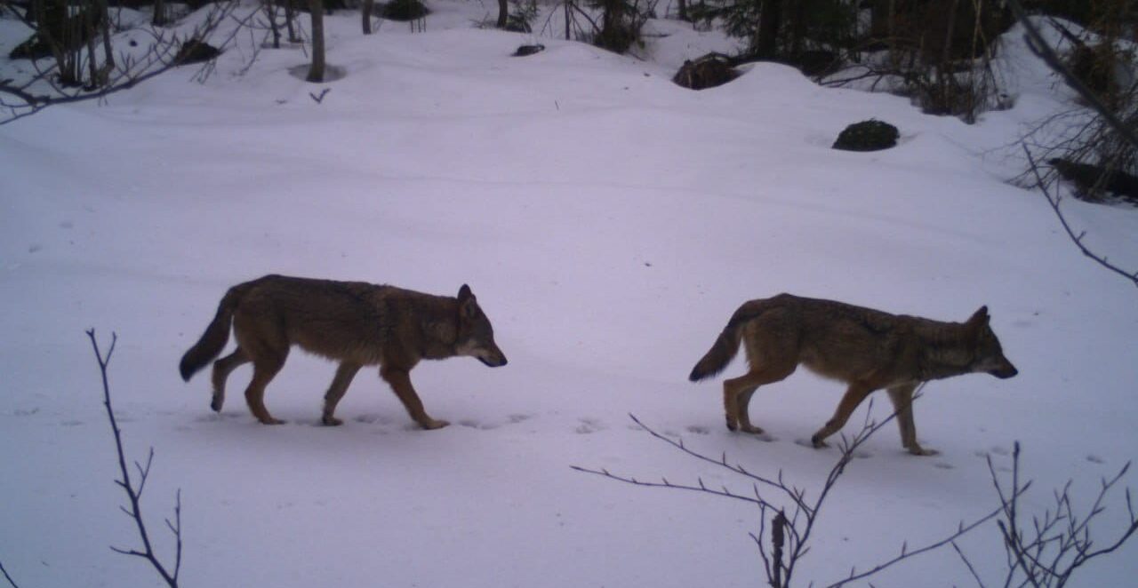 У нацпарку на Самбірщині застерігають про підвищену активність вовків