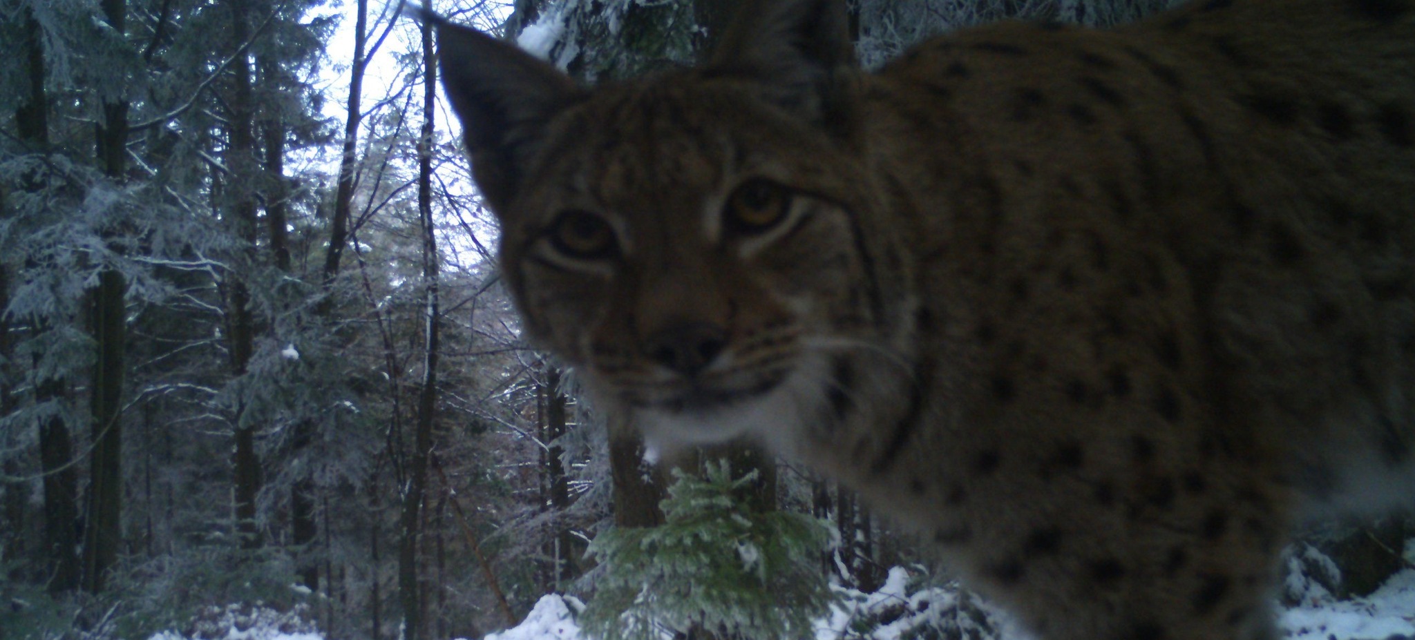 Пухнасті й кумедні: рись, вовк та ведмідь потрапили у фотопастки парку «Сколівські Бескиди»