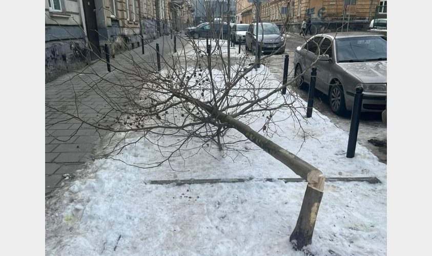 У Львові вандали зрубали нещодавно висаджені дерева