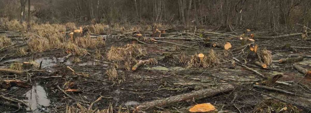 На Львівщині виявили незаконну рубку 195 дерев