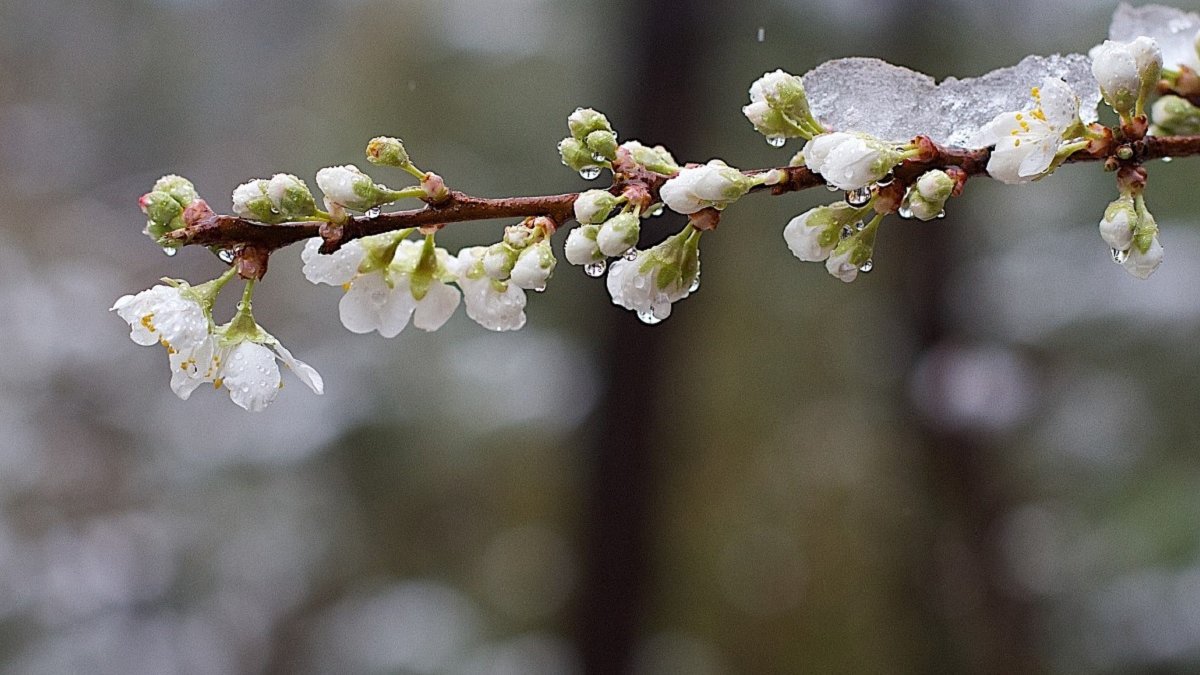 До 7 градусів морозу вночі: синоптики розповіли, якою буде погода завтра на Львівщині