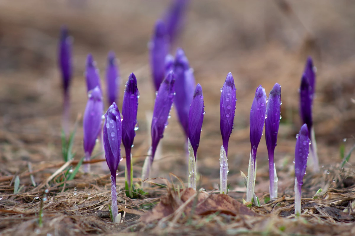 Синоптики розповіли, якою буде погода у понеділок на Львівщині