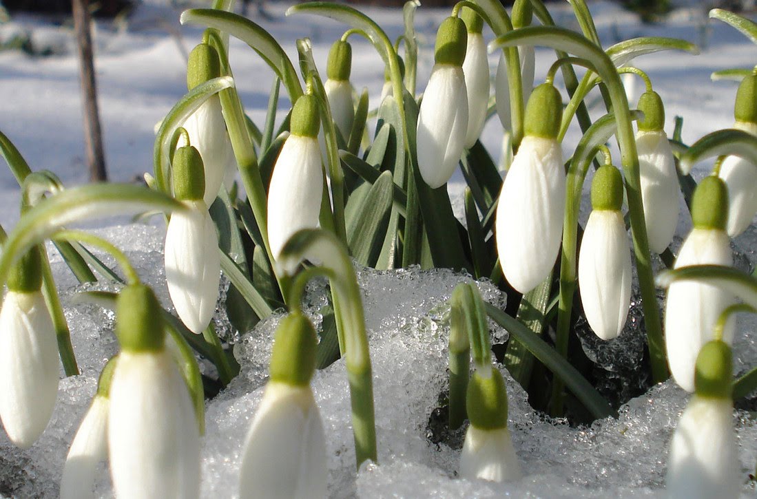 Завтра на Львівщині прогнозують мокрий сніг і мороз