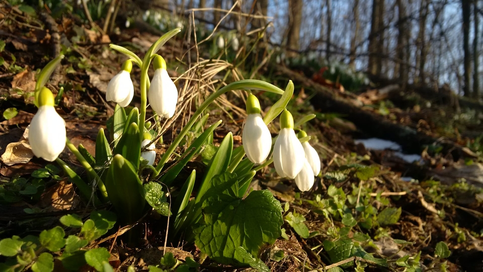 До 19 градусів тепла: синоптики розповіли, якою буде погода завтра на Львівщині