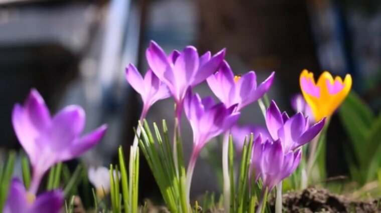 До 18 градусів тепла: синоптики розповіли, якою буде погода завтра на Львівщині