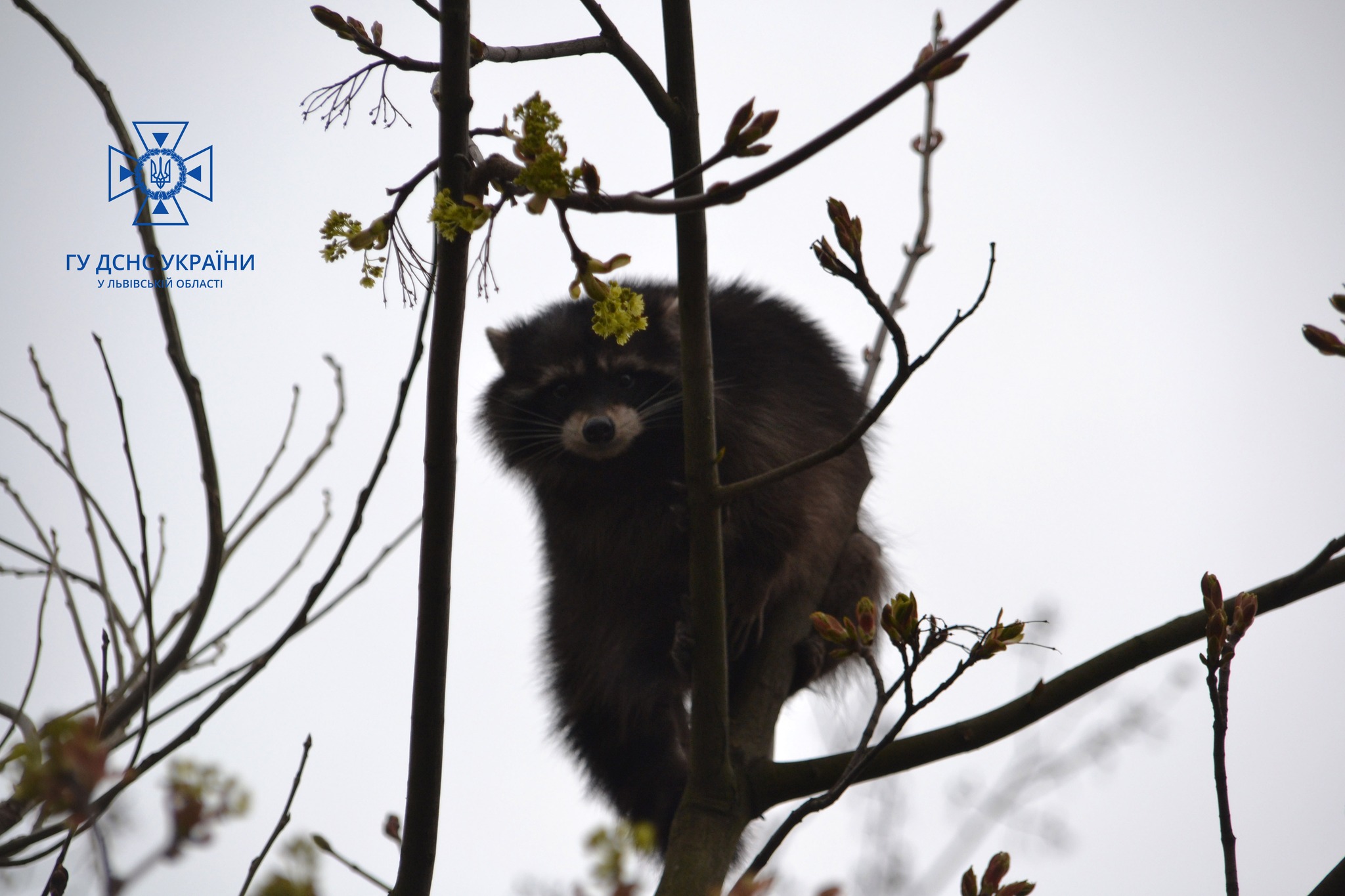 У Львові єнот виліз на дерево: довелося викликати рятувальників і зоозахисників (ВІДЕО)