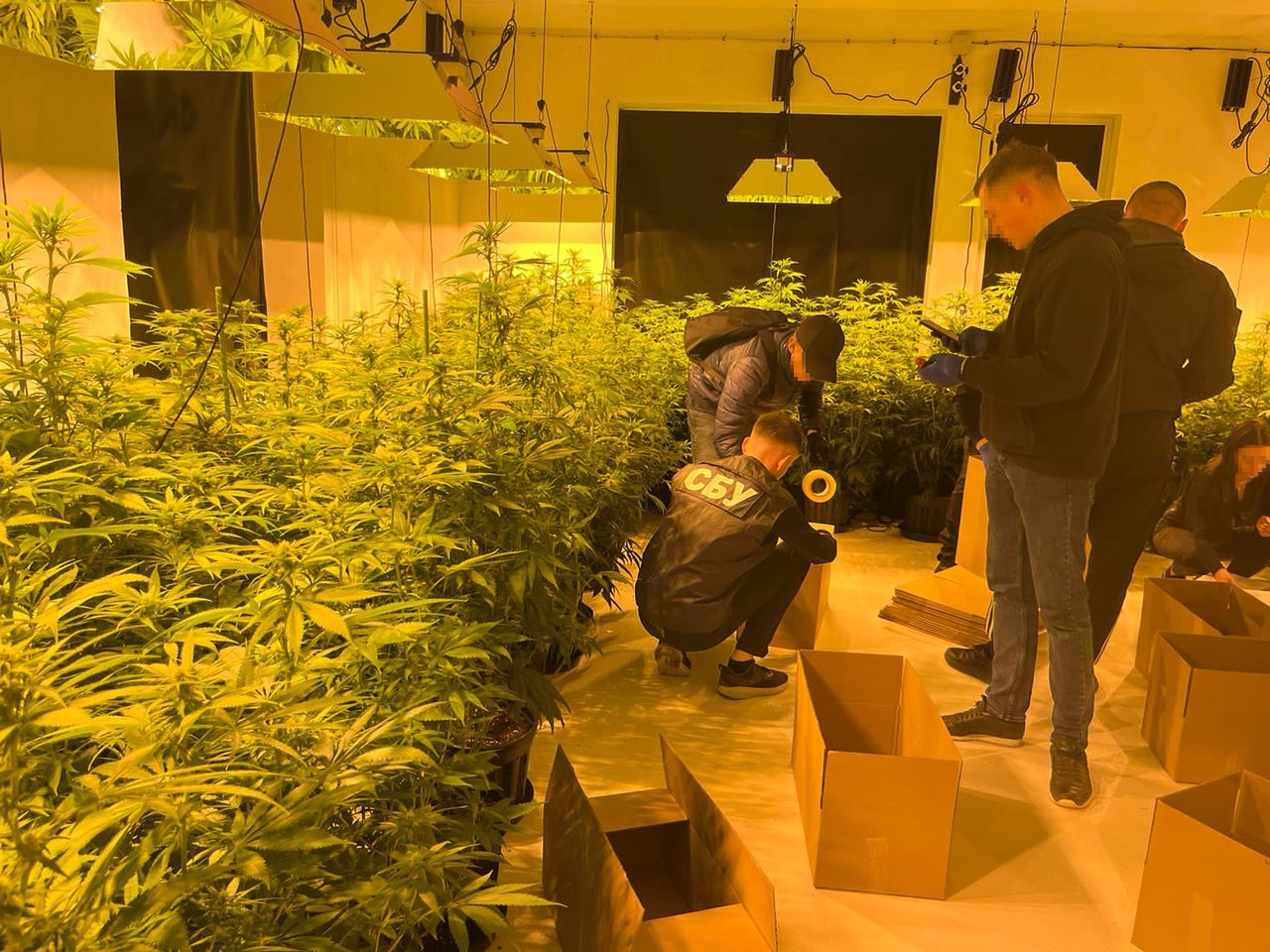 Мешканець Львівщини виростив вдома планатацію конопель (ВІДЕО)